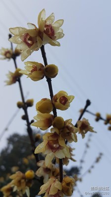 臘梅