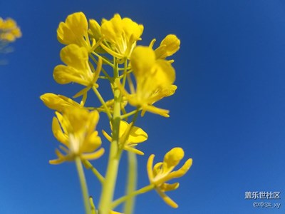 油菜花開