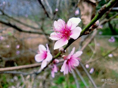 桃花開了