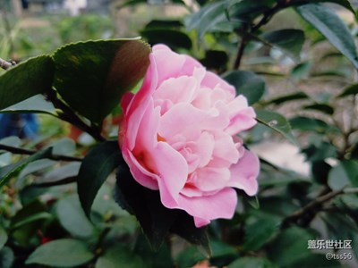 茶花