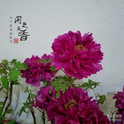 國色天香-牡丹