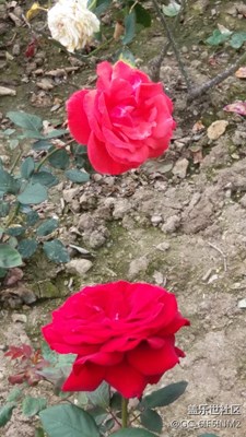??玫瑰花