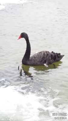 黑天鵝