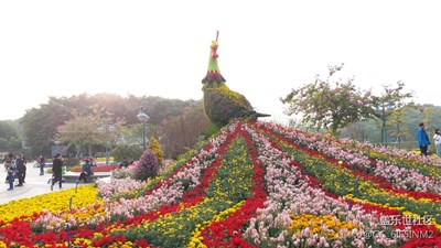 過年拍花，拍出精彩。