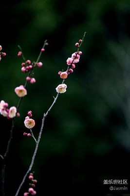 春梅花開了??