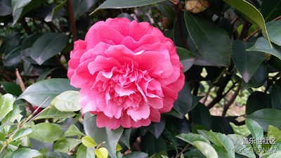 茶花