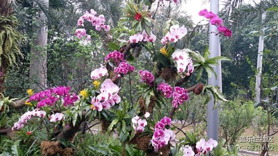 蘭花