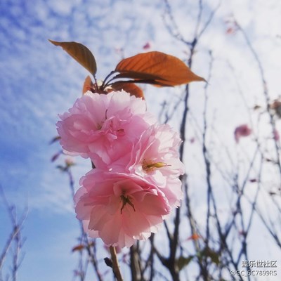 S7E拍攝，Instagram濾鏡