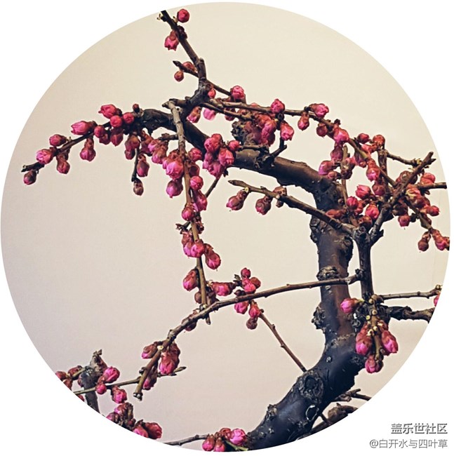 賞梅