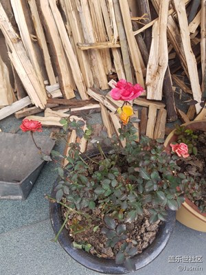 爺爺種的花??