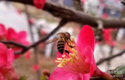 花香鳶飛迎元宵