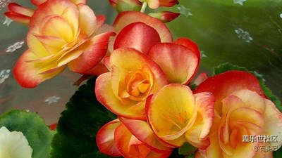 花市