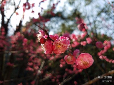 梅花