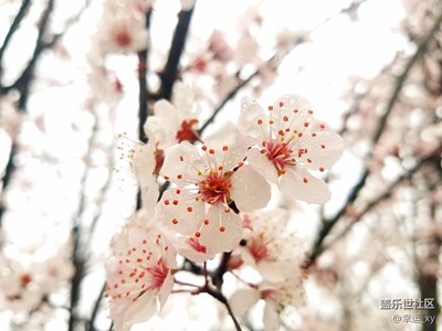 S7拍攝——春寒料稍，櫻花爭(zhēng)奇斗艷