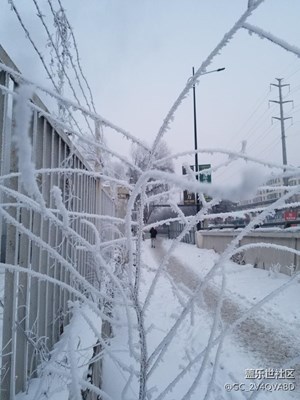 霧松