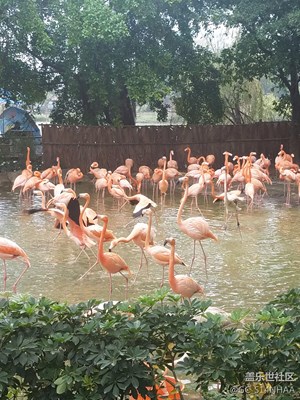 火烈鳥生太園七星巖湖山風(fēng)景區(qū)……廣東省