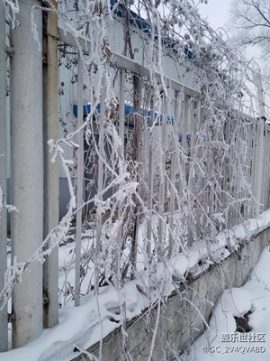 樹掛