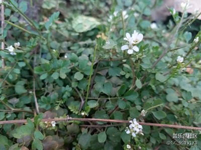 無名野花