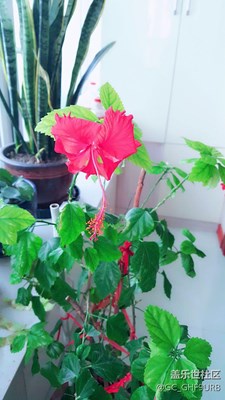 小花