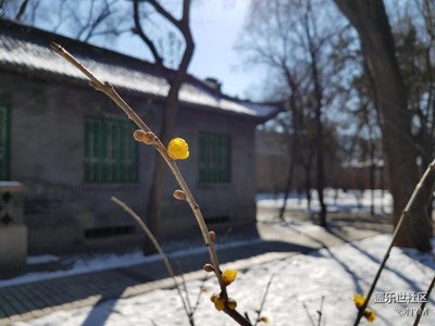 雪后初晴喜遇蠟梅綻放