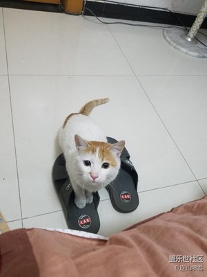 死貓