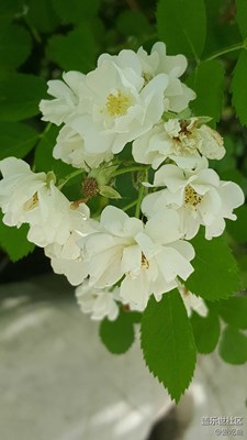 小花