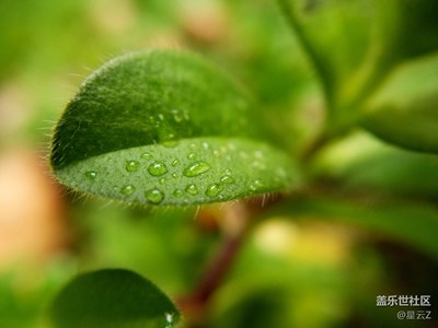 春來(lái)了+溫州+春雨綿綿