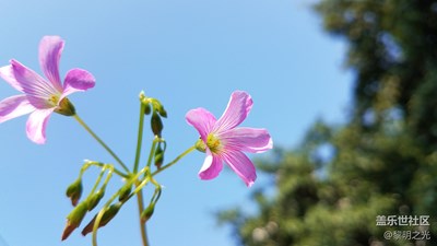 春來了+深圳+春天花會開