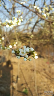 春風(fēng)第一枝