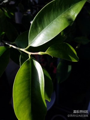 葉 草