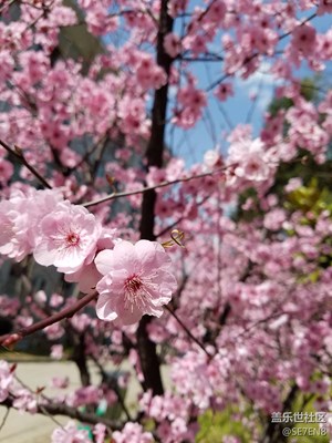 春來了武漢大學桃花開了