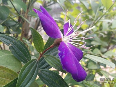 花