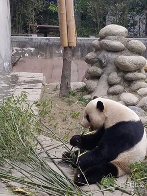 大熊貓