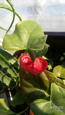 春來(lái)了，石河子，生機(jī)盎然