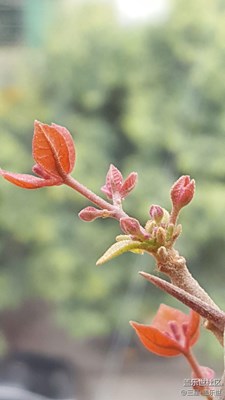 春來(lái)了+南雄+紅芽