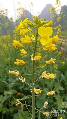 油菜花