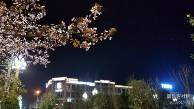 夜櫻