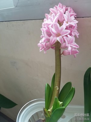 風(fēng)信子
