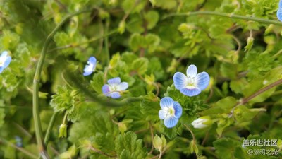 花花世界——波斯婆婆納