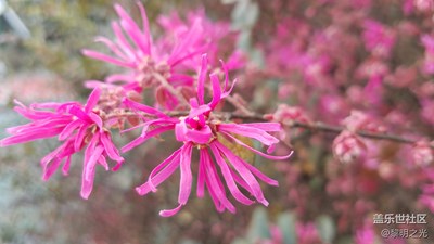 花花世界——紅花繼木
