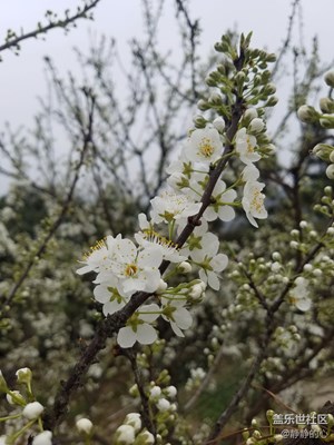 陽(yáng)春三月