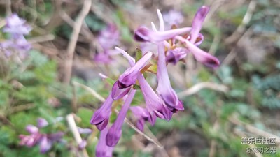 花花世界——風鈴花