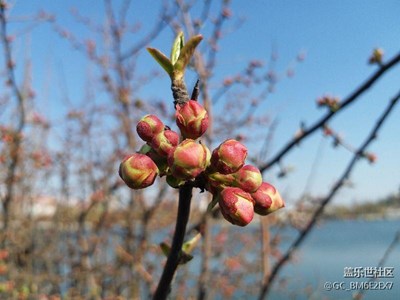 春意盎然  三星c9pro微距拍攝很棒的。
