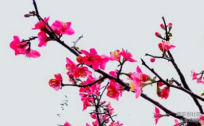 春花、春水、春來(lái)的人