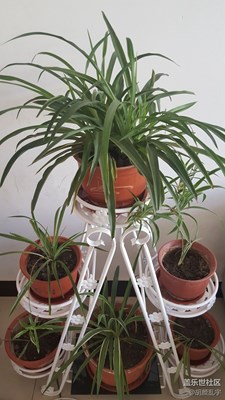 蘭花
