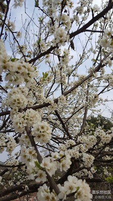 江南無所有，聊贈(zèng)一枝春
