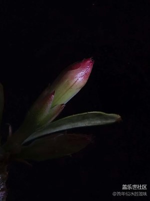 待芳歸