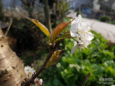 櫻桃花開(kāi)