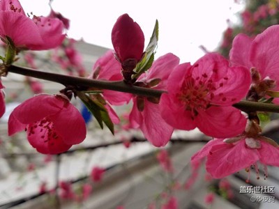 桃花紅