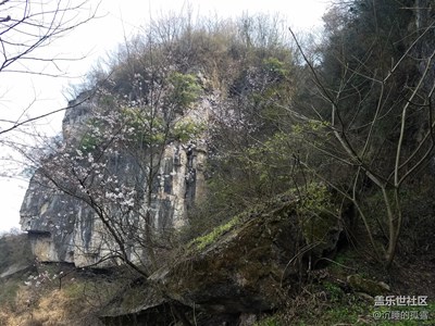 山花爛漫